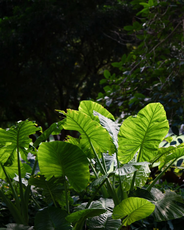 Field Notes Vol.35 — Broad Alocasia leaves in deep shade