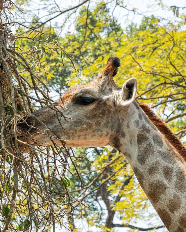 Field Notes Vol.24 — A giraffe reaching into sunlit leaves