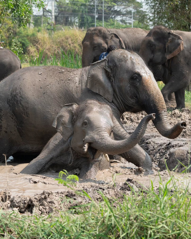 Field Notes Vol.38 — Elephants playing in the mud