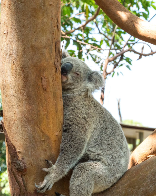 Field Notes Vol.27 — A koala resting against a eucalyptus trunk