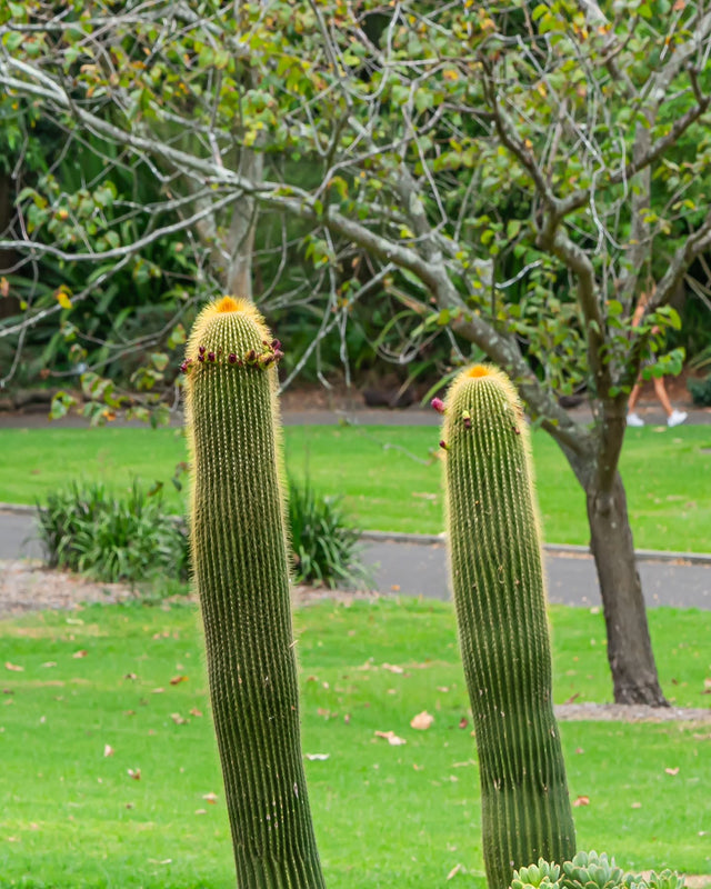 Field Notes Vol.28 — Two tall cacti standing in a green park
