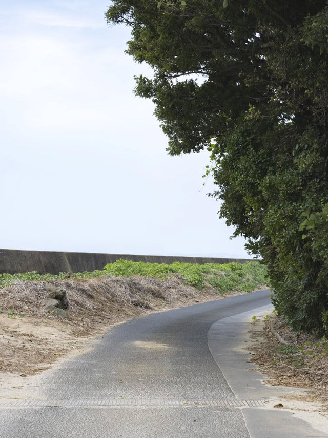 Field Notes Vol.43 — A quiet coastal backroad lined with trees