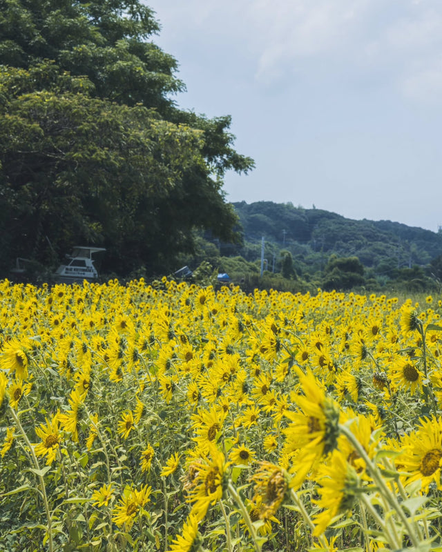 Field Notes Vol.41 — A sunflower field beneath forested hills